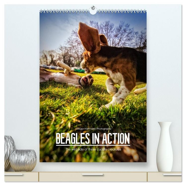 Produktbild: Beagles in action (High Quality Premium Wall Calendar 2027 DIN A2 portrait),CALVENDO 12 Month Wall Calendar