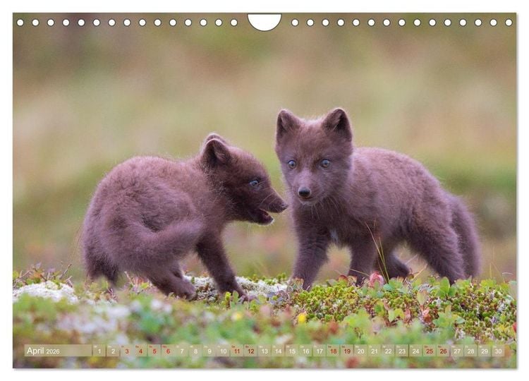 Produktbild: Polarfuchs-Welpen (Wandkalender 2026 DIN A4 quer), CALVENDO Monatskalender