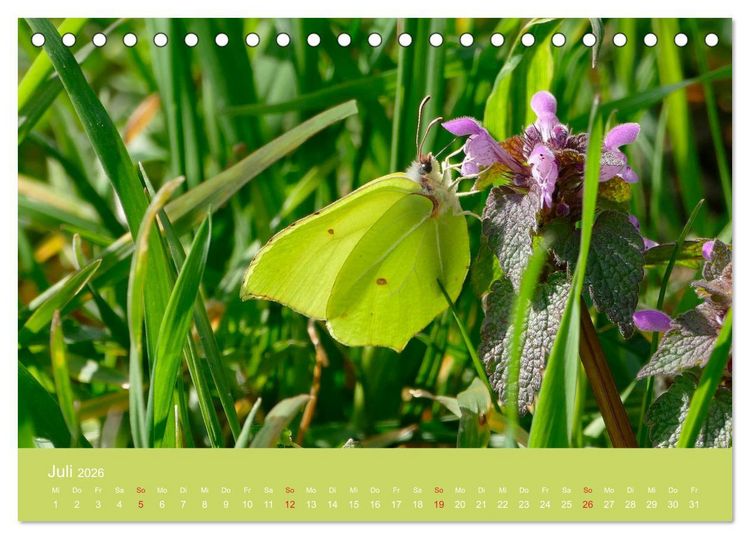 Produktbild: Fauna trifft Flora - Tierischer Besuch im Pflanzenreich (Tischkalender 2026 DIN A5 quer), CALVENDO Monatskalender
