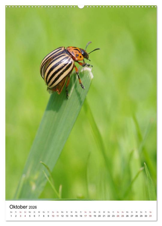 Produktbild: Insekten,Sch&ouml;nheiten der Natur (Wandkalender 2026 DIN A2 hoch), CALVENDO Monatskalender