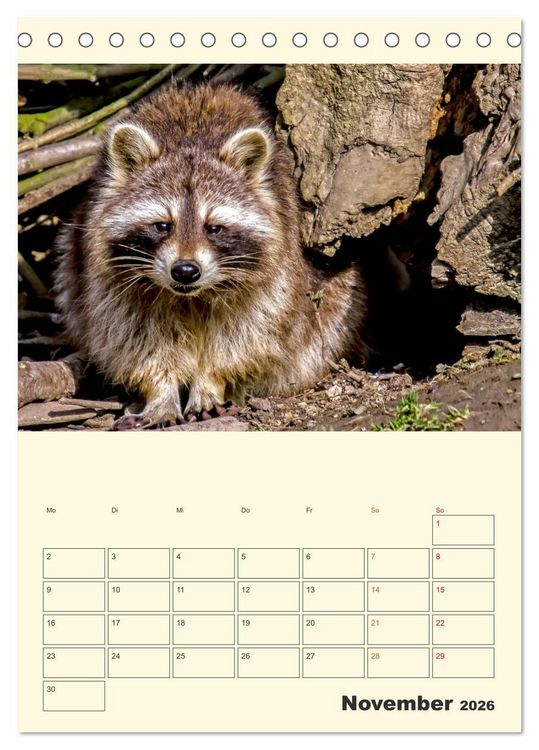 Produktbild: Drolliger Waschb&auml;r (Tischkalender 2026 DIN A5 hoch), CALVENDO Monatskalender