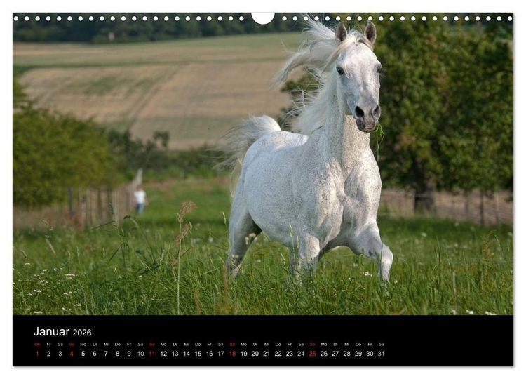 Produktbild: Pferdekalender (Wandkalender 2026 DIN A3 quer), CALVENDO Monatskalender