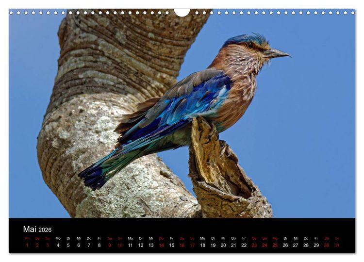 Produktbild: Sri Lanka - Tierische Momente (Wandkalender 2026 DIN A3 quer), CALVENDO Monatskalender