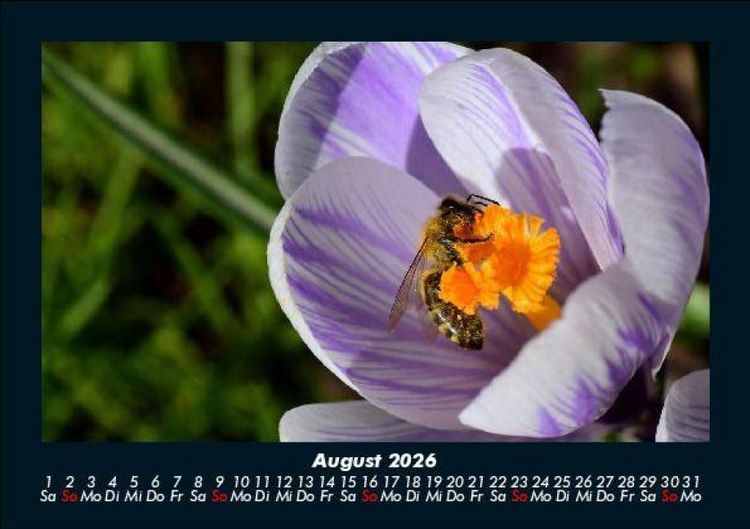 Produktbild: Bienen 2026 Fotokalender DIN A5