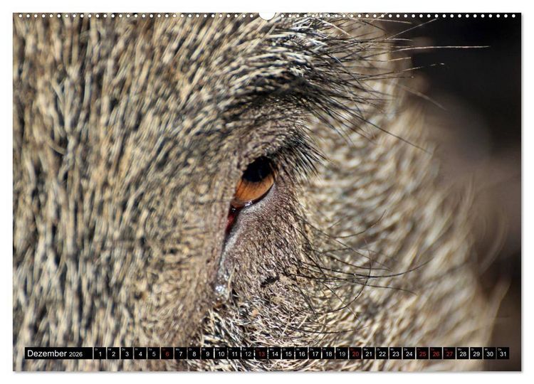 Produktbild: Der Schweinekalender (hochwertiger Premium Wandkalender 2026 DIN A2 quer), Kunstdruck in Hochglanz