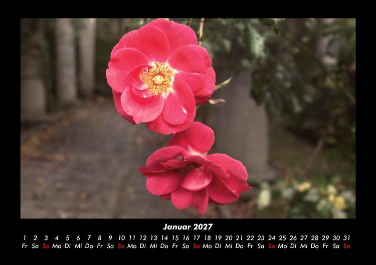 Produktbild: Blumentr&auml;ume 2027 Fotokalender DIN A3