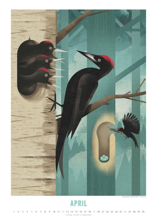 Produktbild: Dieter Braun: Die Welt der Tiere 2026 – Wandkalender – Format 50x70 cm