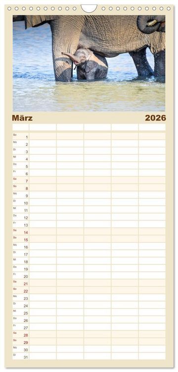 Produktbild: Familienplaner 2026 - Babyelefanten mit 5 Spalten (Wandkalender, 21 x 45 cm) CALVENDO