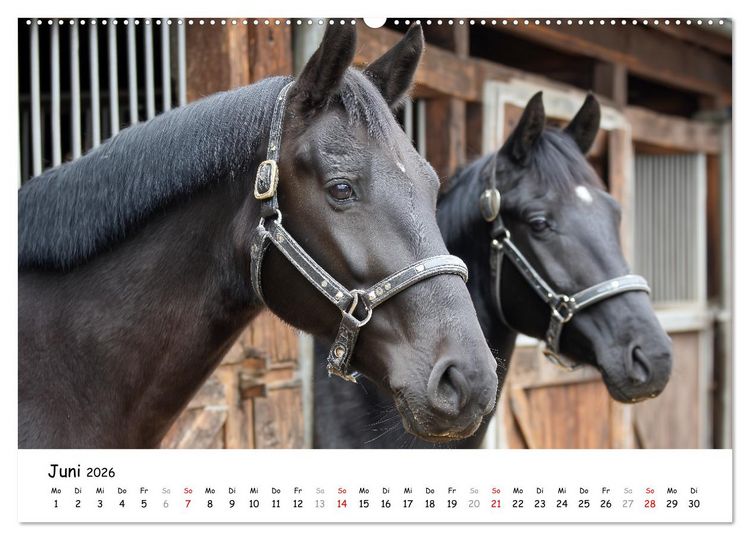 Produktbild: Hans der Bauer und seine Tiere auf dem Bauernhof (hochwertiger Premium Wandkalender 2026 DIN A2 quer), Kunstdruck in Hochglanz