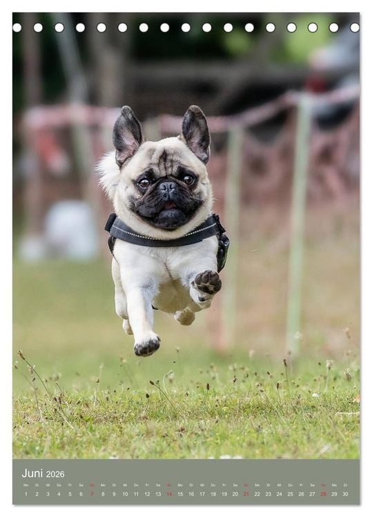 Produktbild: Mops-Rennen (Tischkalender 2026 DIN A5 hoch), CALVENDO Monatskalender