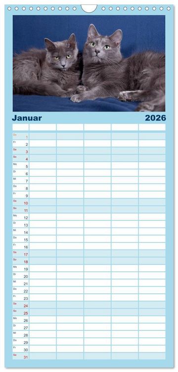 Produktbild: Familienplaner 2026 - Nebelung Katzen mit 5 Spalten (Wandkalender, 21 x 45 cm) CALVENDO