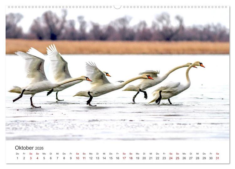 Produktbild: Schw&auml;ne - Prachtvolle Federkleider. (hochwertiger Premium Wandkalender 2026 DIN A2 quer), Kunstdruck in Hochglanz