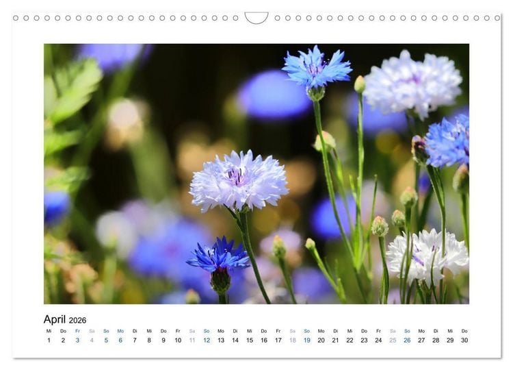 Produktbild: Kornblumen - Blaue Sch&ouml;nheiten (Wandkalender 2026 DIN A3 quer), CALVENDO Monatskalender