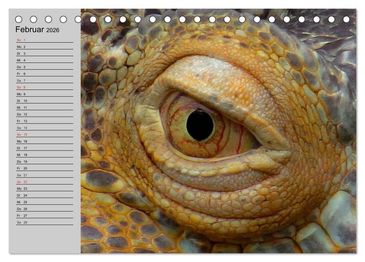 Produktbild: Kaltes Blut. Faszination Reptilien (Tischkalender 2026 DIN A5 quer), CALVENDO Monatskalender