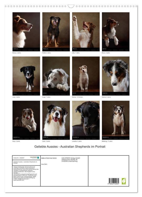 Produktbild: Geliebte Aussies - Australian Shepherds im Portrait (Wandkalender 2026 DIN A2 hoch), CALVENDO Monatskalender