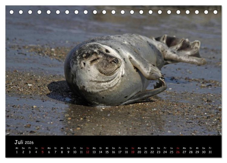 Produktbild: Kegelrobben und Seehunde (Tischkalender 2026 DIN A5 quer), CALVENDO Monatskalender
