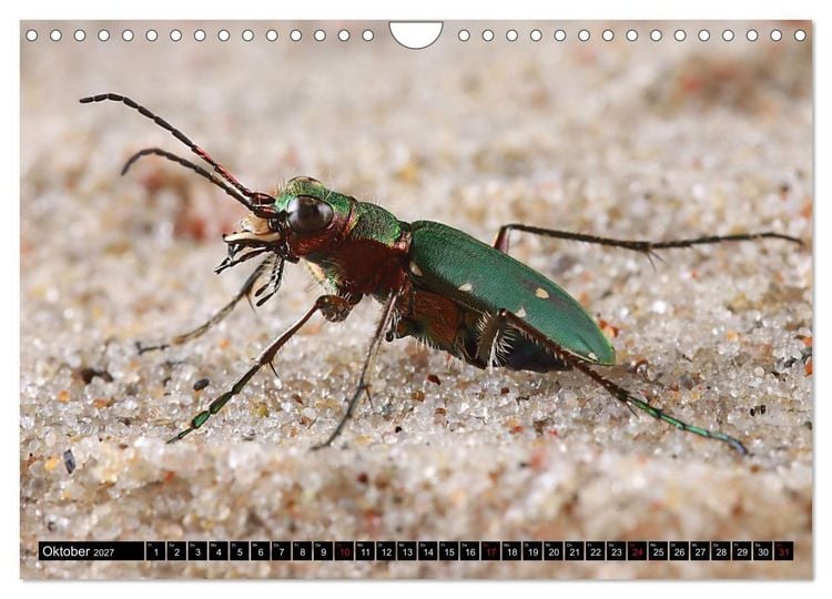 Produktbild: LAUFK&Auml;FER - CARABIDAE (Wandkalender 2027 DIN A4 quer), CALVENDO Monatskalender