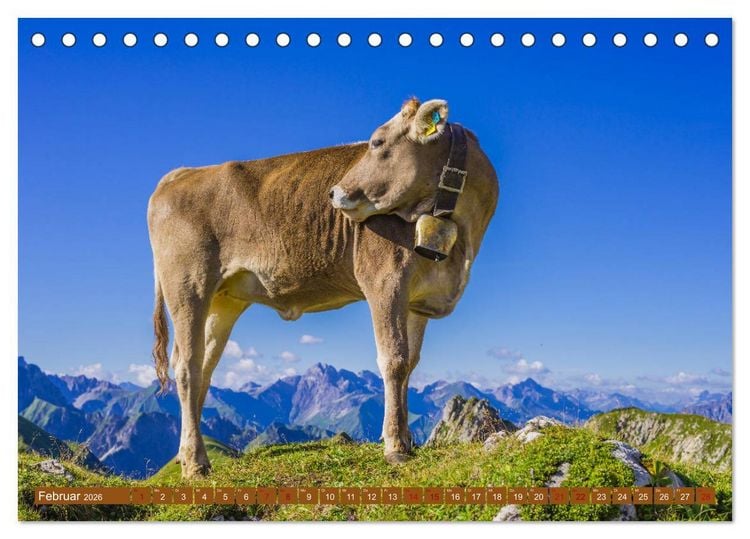 Produktbild: Allg&auml;uer Sch&ouml;nheiten Allg&auml;u - Land der K&uuml;he (Tischkalender 2026 DIN A5 quer), CALVENDO Monatskalender