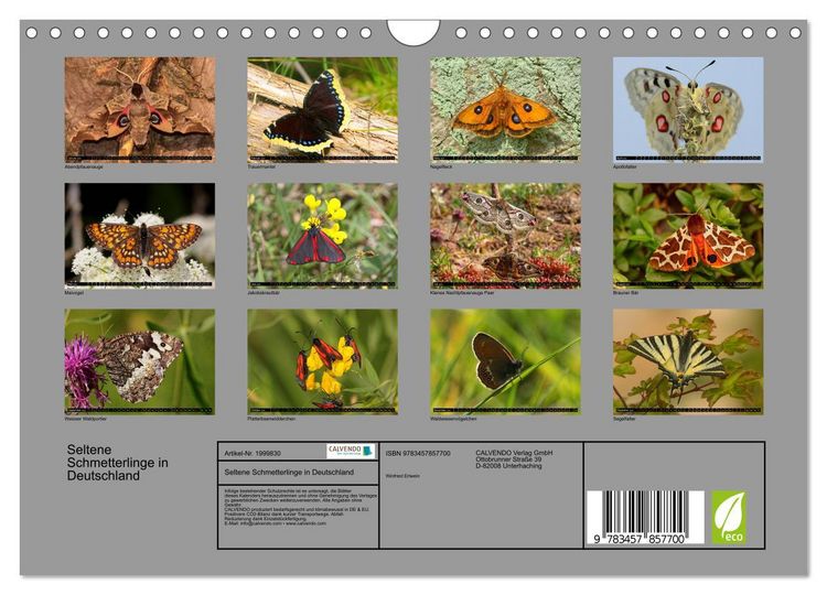 Produktbild: Seltene Schmetterlinge in Deutschland (Wandkalender 2026 DIN A4 quer), CALVENDO Monatskalender