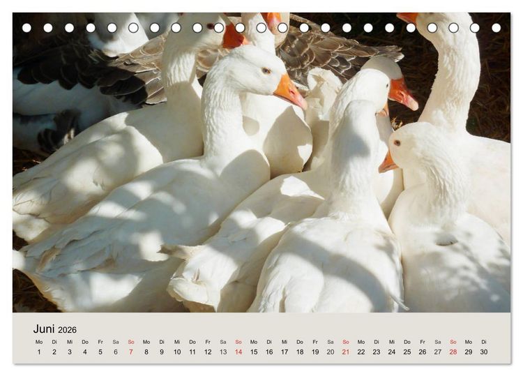 Produktbild: G&auml;nse. Von wegen dumme Gans! (Tischkalender 2026 DIN A5 quer), CALVENDO Monatskalender