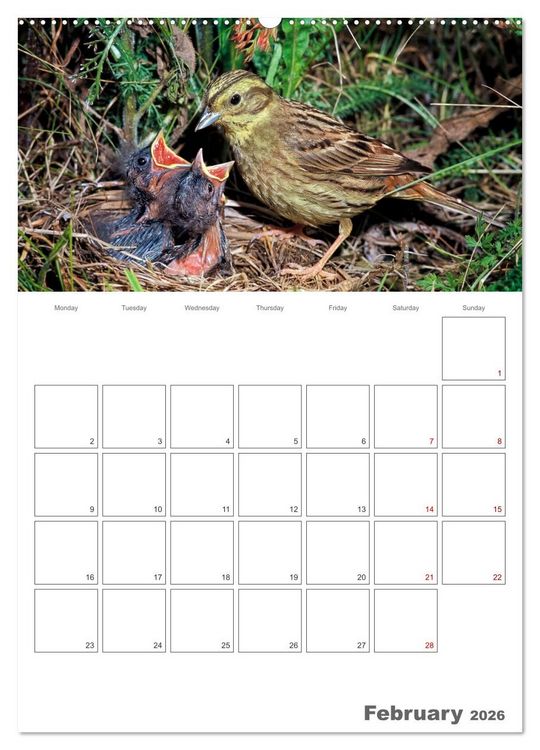 Produktbild: At the dawn of life the secret life of passerines (High Quality Premium Wall Calendar 2026 DIN A2 portrait),CALVENDO 12 Month Wall Calendar