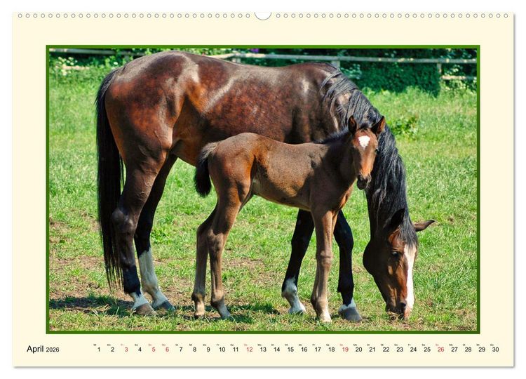 Produktbild: Fr&uuml;hling auf der Pferdeweide (Wandkalender 2026 DIN A2 quer), CALVENDO Monatskalender