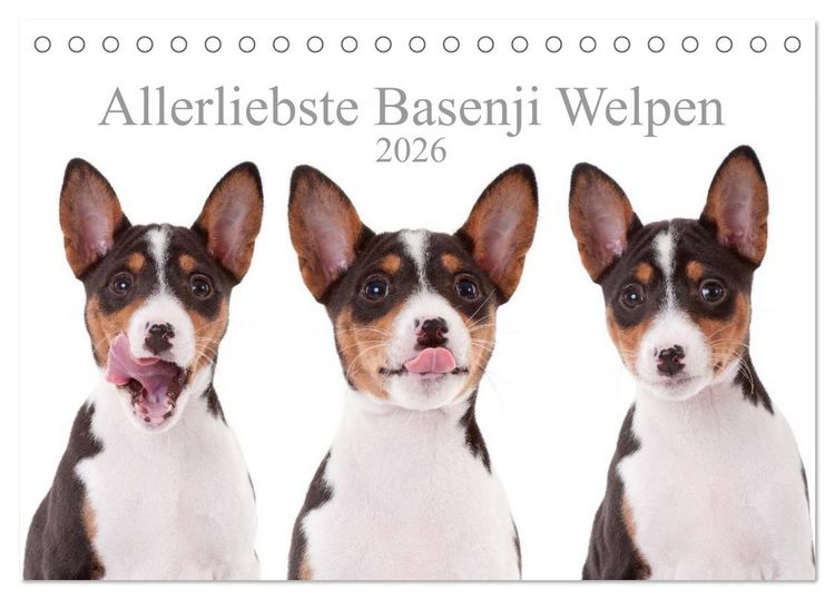 Produktbild: Allerliebste Basenji Welpen 2026 (Tischkalender 2026 DIN A5 quer), CALVENDO Monatskalender