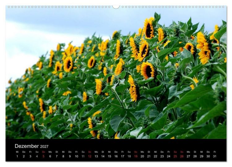 Produktbild: Sonnenblumen (hochwertiger Premium Wandkalender 2027 DIN A2 quer), Kunstdruck in Hochglanz