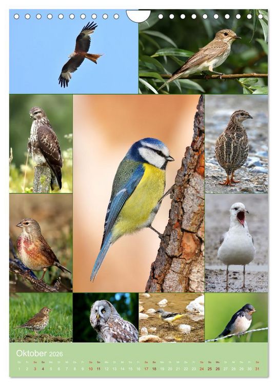 Produktbild: Alles f&uuml;r die V&ouml;gel (Wandkalender 2026 DIN A4 hoch), CALVENDO Monatskalender