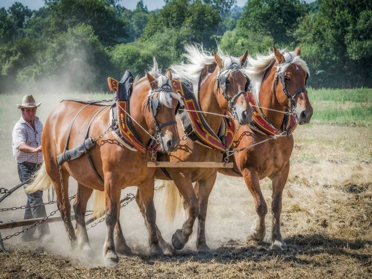 Produktbild: CALVENDO Puzzle Feldarbeit zu Pferde | 1000 Teile Lege-Gr&ouml;&szlig;e 64x48cm Foto-Puzzle f&uuml;r gl&uuml;ckliche Stunden