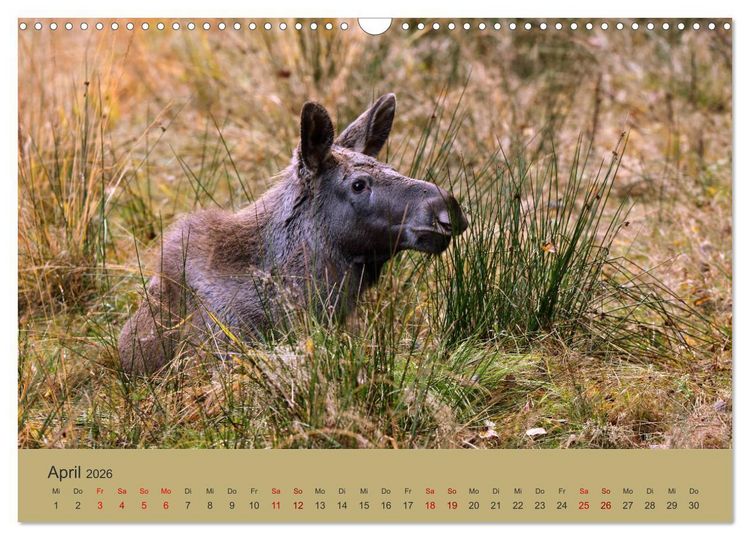 Produktbild: Die lieben Kleinen ... Tierkinder einfach zum Knuddeln (Wandkalender 2026 DIN A3 quer), CALVENDO Monatskalender