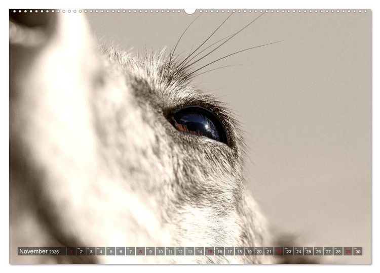 Produktbild: Galgo eye-catcher (hochwertiger Premium Wandkalender 2026 DIN A2 quer), Kunstdruck in Hochglanz