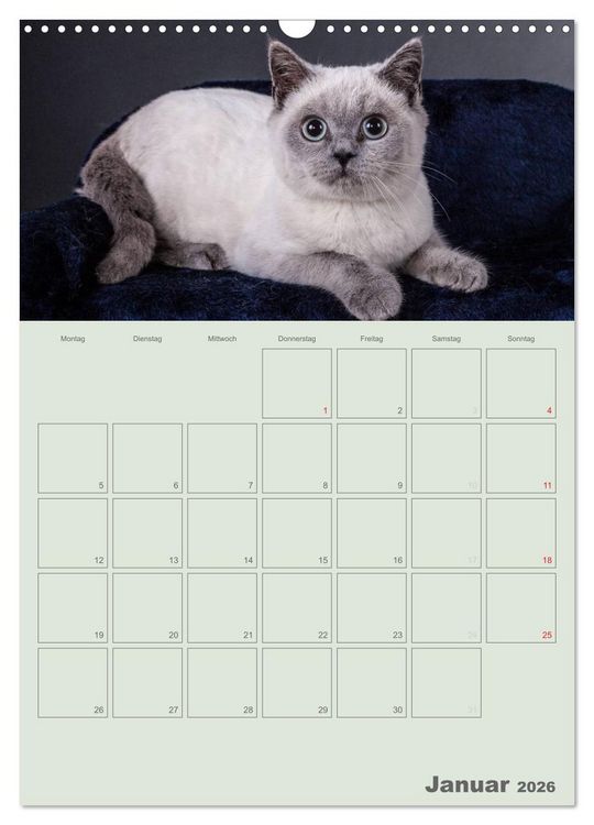 Produktbild: Britisch Kurzhaar Katzen - Planer (Wandkalender 2026 DIN A3 hoch), CALVENDO Monatskalender