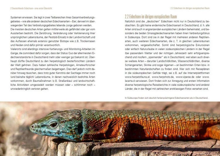 Produktbild: Heimische Eidechsen im Freiland und Terrarium
