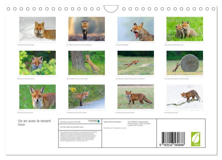 Produktbild: Un an avec le renard roux (Calendrier mural 2026 DIN A4 vertical), CALVENDO calendrier mensuel