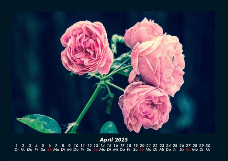 Produktbild: Rosen-Kalender 2025 Fotokalender DIN A4