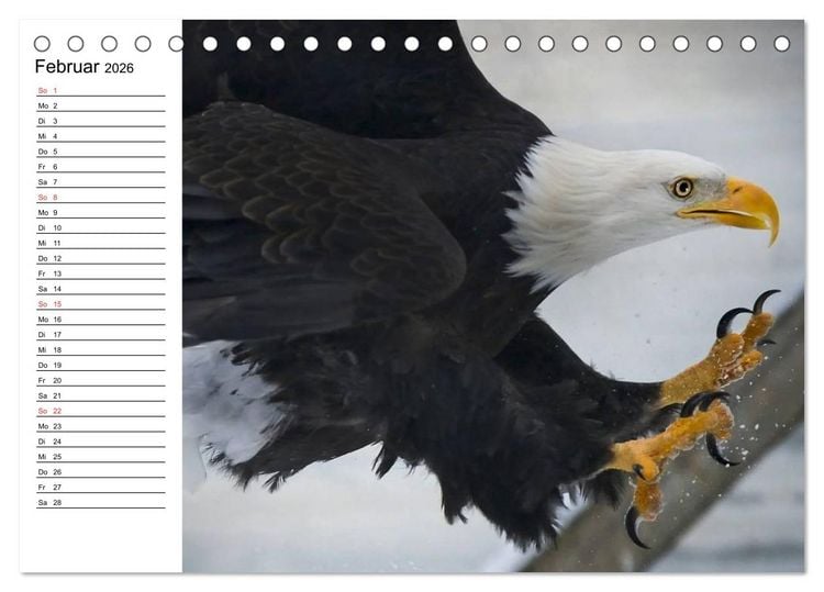 Produktbild: Wei&szlig;kopfseeadler. Symbol der Freiheit (Tischkalender 2026 DIN A5 quer), CALVENDO Monatskalender