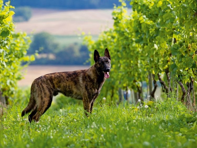 Produktbild: CALVENDO Puzzle Ein Motiv aus dem Kalender Holl&auml;ndischer Sch&auml;ferhund | 1000 Teile Lege-Gr&ouml;&szlig;e 64x48cm Foto-Puzzle f&uuml;r gl&uuml;ckliche Stunden