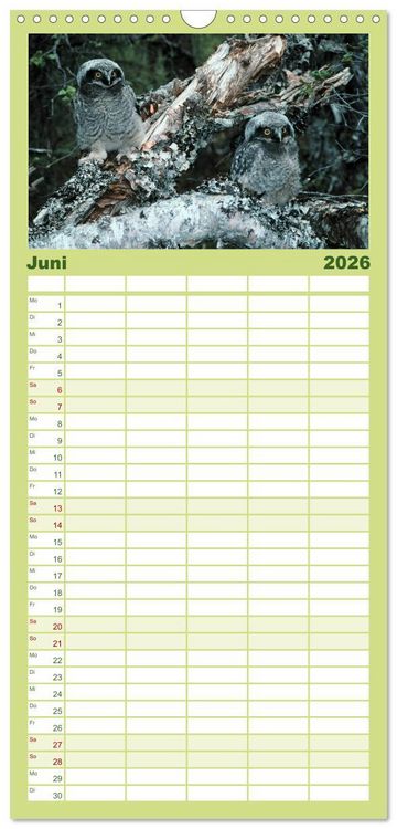 Produktbild: Familienplaner 2026 - Eulen. W&auml;chter der Nacht mit 5 Spalten (Wandkalender, 21 x 45 cm) CALVENDO