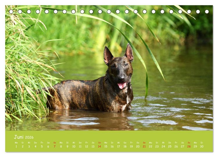 Produktbild: Einmal Bullterrier - immer Bullterrier (Tischkalender 2026 DIN A5 quer), CALVENDO Monatskalender