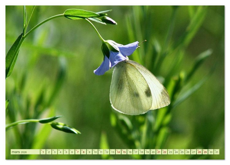 Produktbild: LA MAGIE DES PAPILLONS (Calendrier mural 2026 DIN A3 vertical), CALVENDO calendrier mensuel