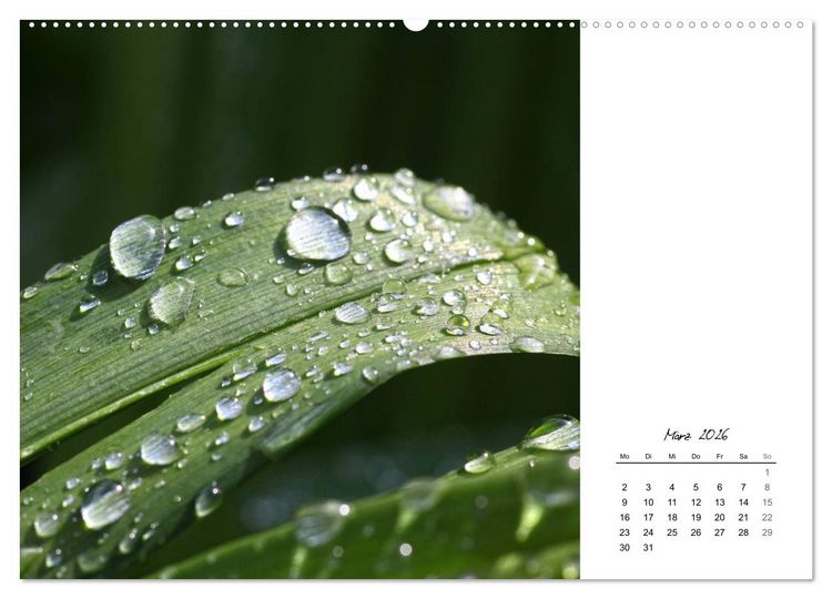 Produktbild: Blattkunst (hochwertiger Premium Wandkalender 2026 DIN A2 quer), Kunstdruck in Hochglanz