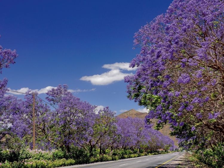 Produktbild: CALVENDO Puzzle Bl&uuml;hende Jacaranda-Alleen - Bonnievale, S&uuml;d-Afrika | 1000 Teile Lege-Gr&ouml;&szlig;e 64x48cm Foto-Puzzle f&uuml;r gl&uuml;ckliche Stunden