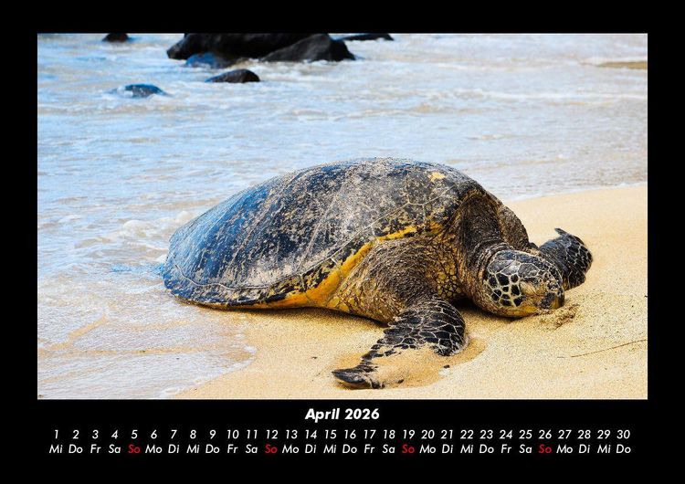 Produktbild: Schildkr&ouml;tenzauber 2026 Fotokalender DIN A3