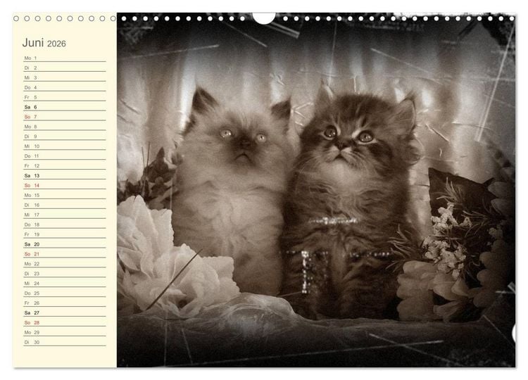 Produktbild: Oma's Katzenkalender 2026 (Wandkalender 2026 DIN A3 quer), CALVENDO Monatskalender