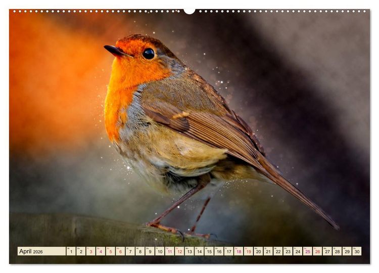 Produktbild: Bei uns im Garten - Rotkehlchen (Wandkalender 2026 DIN A2 quer), CALVENDO Monatskalender