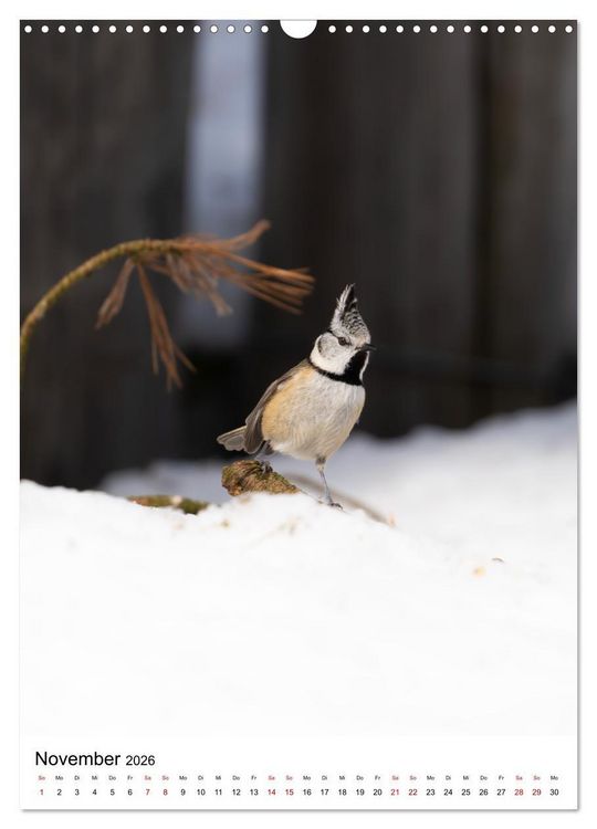 Produktbild: Heimische V&ouml;gel in Ihren G&auml;rten (Wandkalender 2026 DIN A3 hoch), CALVENDO Monatskalender