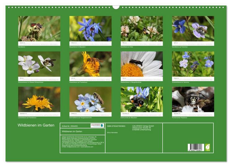 Produktbild: Wildbienen im Garten (Wandkalender 2026 DIN A2 quer), CALVENDO Monatskalender