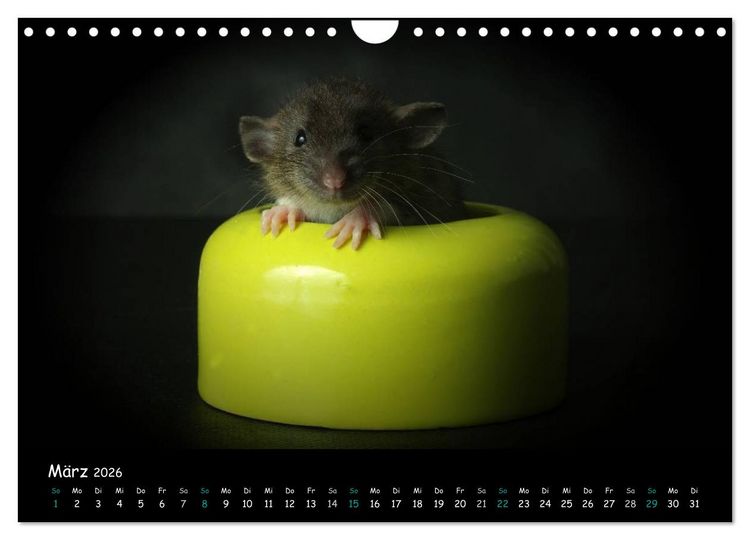 Produktbild: Fellnasen. Die bunte Welt der Farbratten. (Wandkalender 2026 DIN A4 quer), CALVENDO Monatskalender