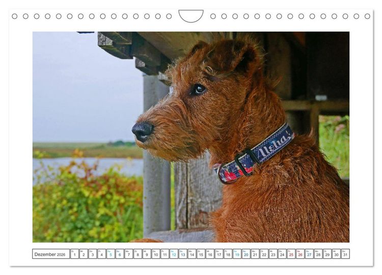 Produktbild: Chiara, ein junger Irish Terrier (Wandkalender 2026 DIN A4 quer), CALVENDO Monatskalender